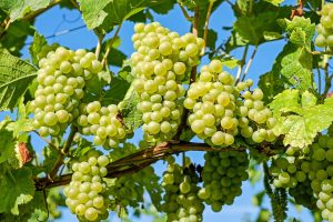Grapes Proven to Be a Powerful Superfood