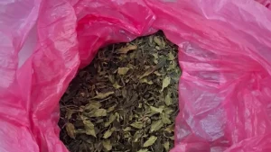 Half a Ton of ‘Khat’ Intercepted at Athens Airport