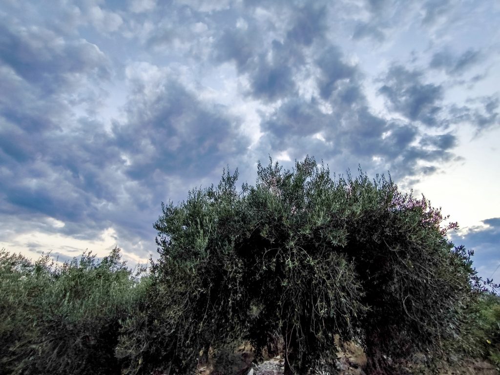 Mostly Clear Weather with Mild Conditions Wednesday