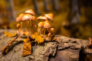 Can Science Taste Good? This Small Greek Museum Thinks So