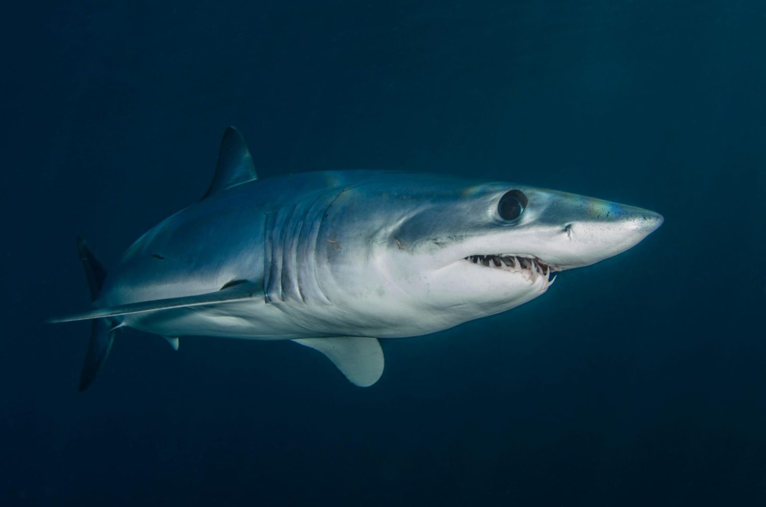 Sharks in Greece: Misunderstood Predators Facing Extinction