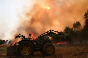 The War of the Trees in Madrid