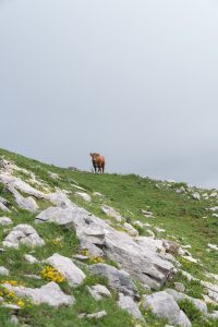 Logger Crushed by Tree Trunk in Northwestern Greece