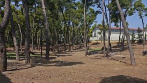 Illegal Pet Burial Site Found in Central Athens Park