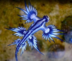 Toxic “Blue Dragon” Sea Slug Appears on Spain’s Costa Blanca