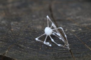 Zombie Spiders Are Freaking People Out. ‘Maybe Don’t Tell the Kids.’