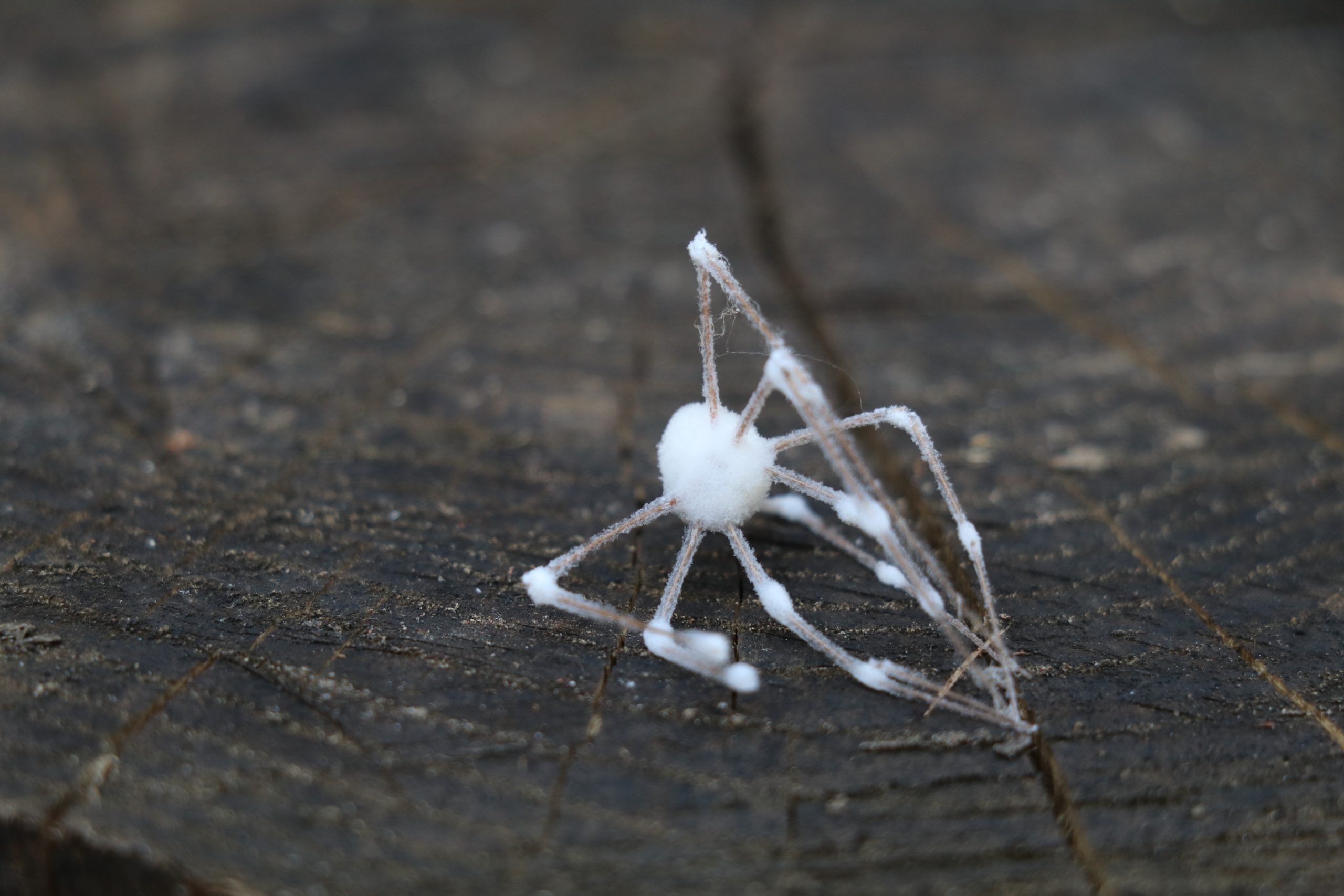 Zombie Spiders Are Freaking People Out. ‘Maybe Don’t Tell the Kids.’