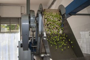 China’s Olive Oil Industry Poses Challenge to Greece