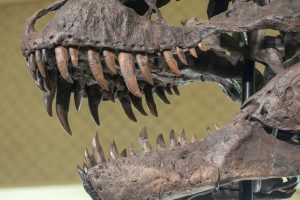 How T. Rex and Other Dinosaurs Fed on Prey