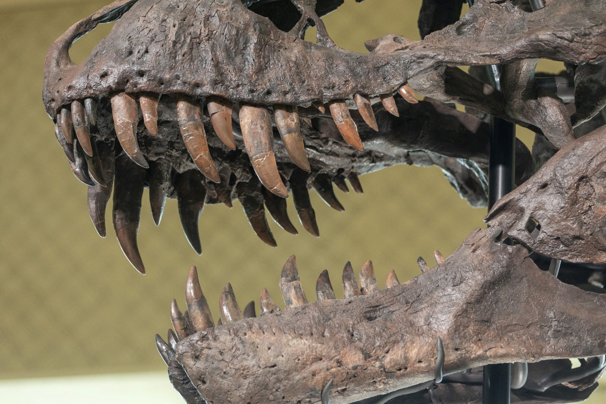 How T. Rex and Other Dinosaurs Fed on Prey