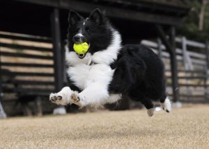 Dog Parks: Where Play Meets Responsibility