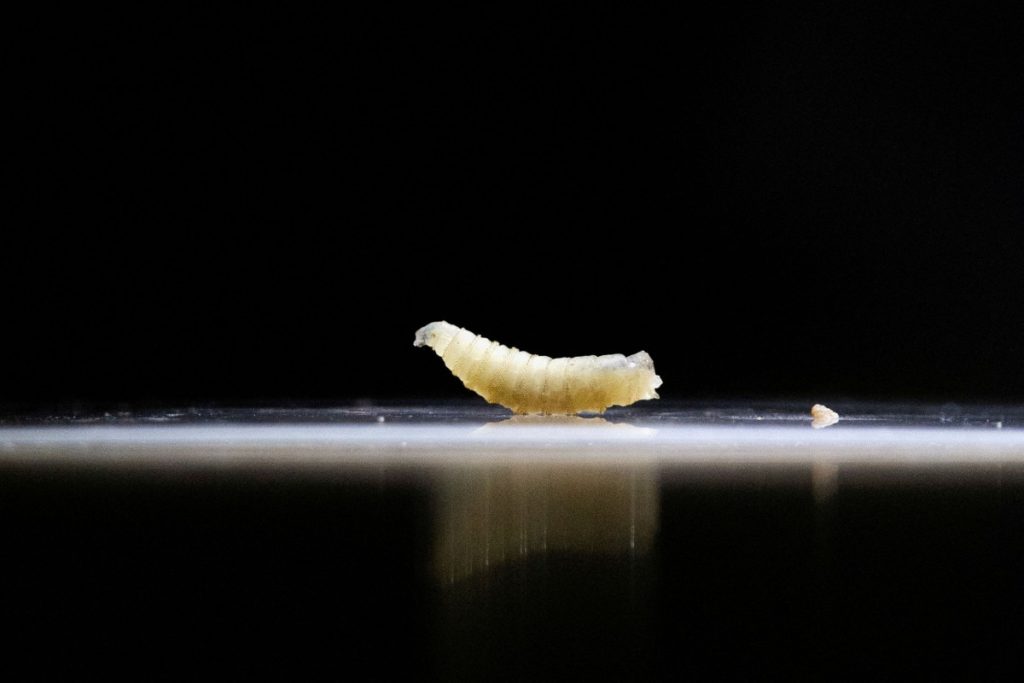 First U.S. Case of Screwworm Parasite Detected in Human