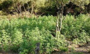 Cannabis Plantation Discovered in Crete Gorge, Two Arrested