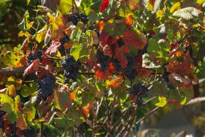 Olive Groves and Vineyards Retreat to Greece’s Mountains