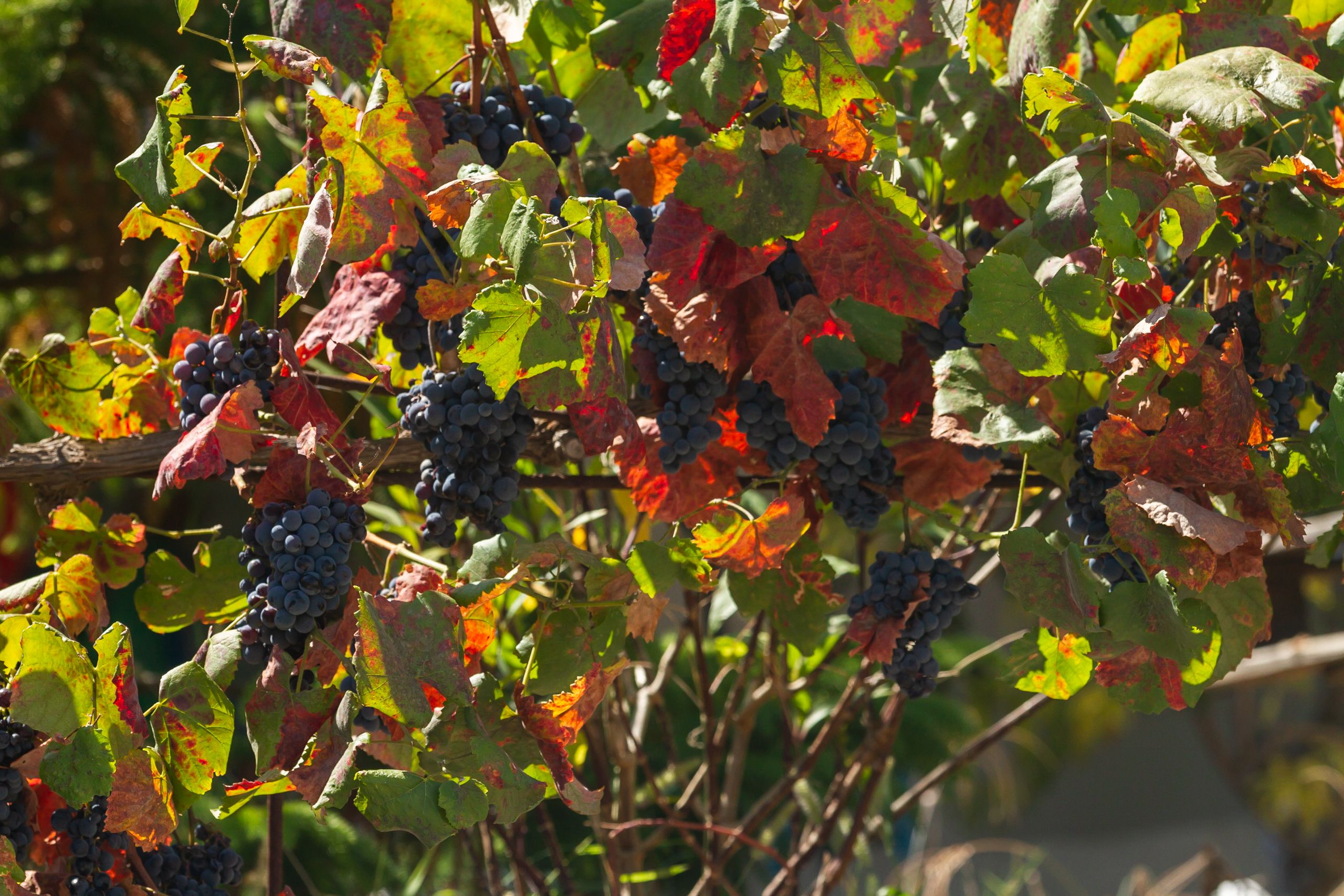 Olive Groves and Vineyards Retreat to Greece’s Mountains