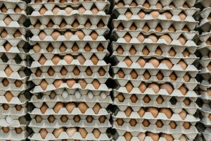 Experts Dismiss Egg Contamination Fears in Greece