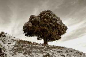Greece’s 400-Year-Old “Revolution Oak” at Risk of Collapse