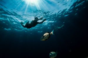 Global Experts Gather in Crete to Tackle Fish Diseases