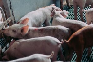 World First: Pig Lung Transplanted Into Human Patient