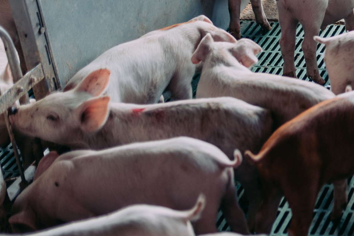 World First: Pig Lung Transplanted Into Human Patient
