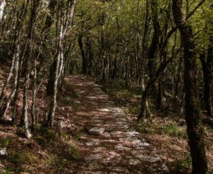 Search for Missing Dutch Tourist in Zagori
