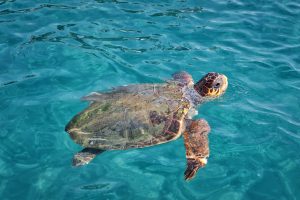 Over 10,000 Loggerhead Turtle Nests Recorded in Greece