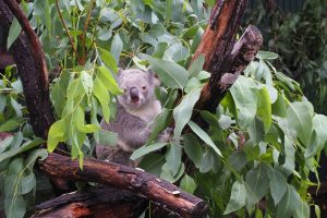 Australia Launches Koala Vaccine to Fight Deadly Chlamydia