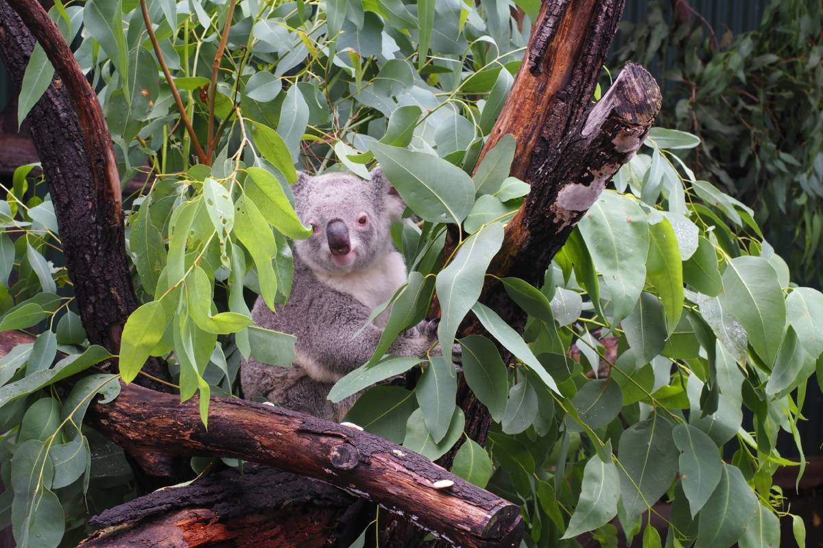 Australia Launches Koala Vaccine to Fight Deadly Chlamydia