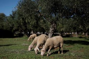 Greece May Ban Sheep and Goat Movement Amid Sheeppox Outbreak