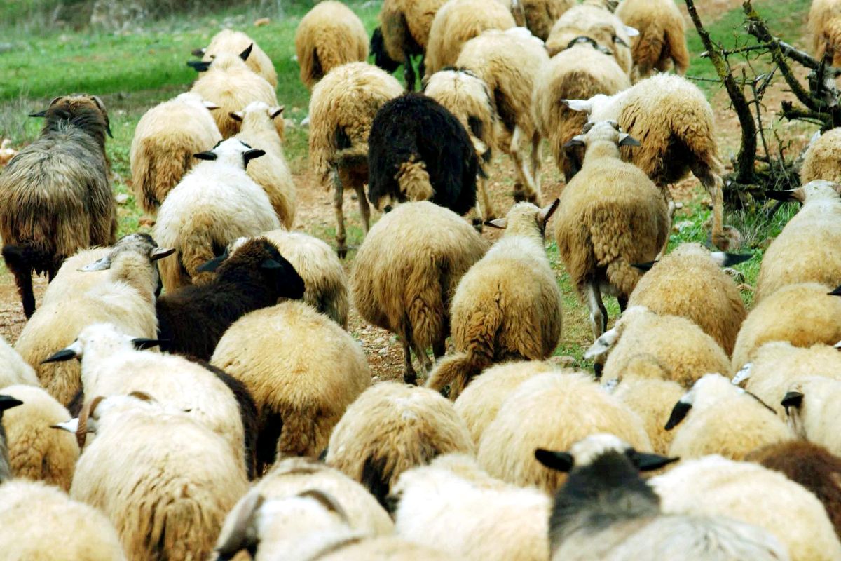 Greek Feta threatened