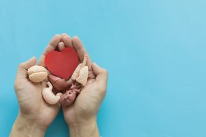 Greece Marks Record Year for Organ Donation, Transplants