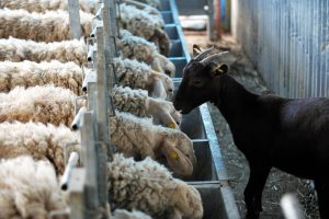 Greek Livestock and Related Sectors Threatened by Sheep Pox
