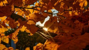 Autumn Equinox Marks Official Start of Fall 2025