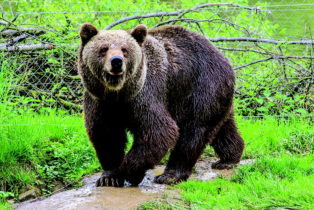 Elderly Man Injured in Bear Attack in Northwestern Greece