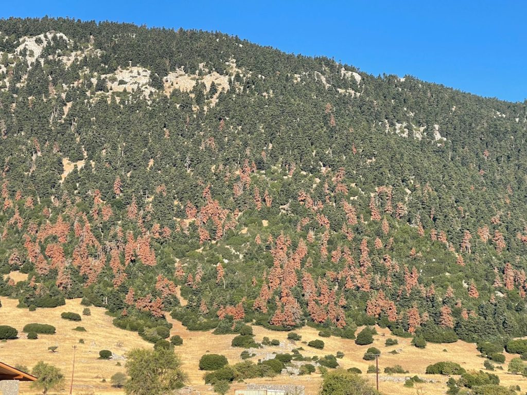 What Will Happen When Greece’s Fir Trees Die?