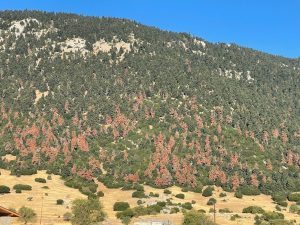 What Will Happen When Greece’s Fir Trees Die?