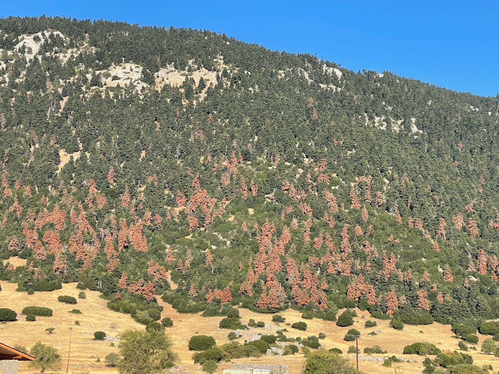 What Will Happen When Greece’s Fir Trees Die?