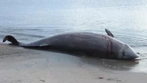 Scientists Investigate Mass Stranding of Beaked Whales off Crete