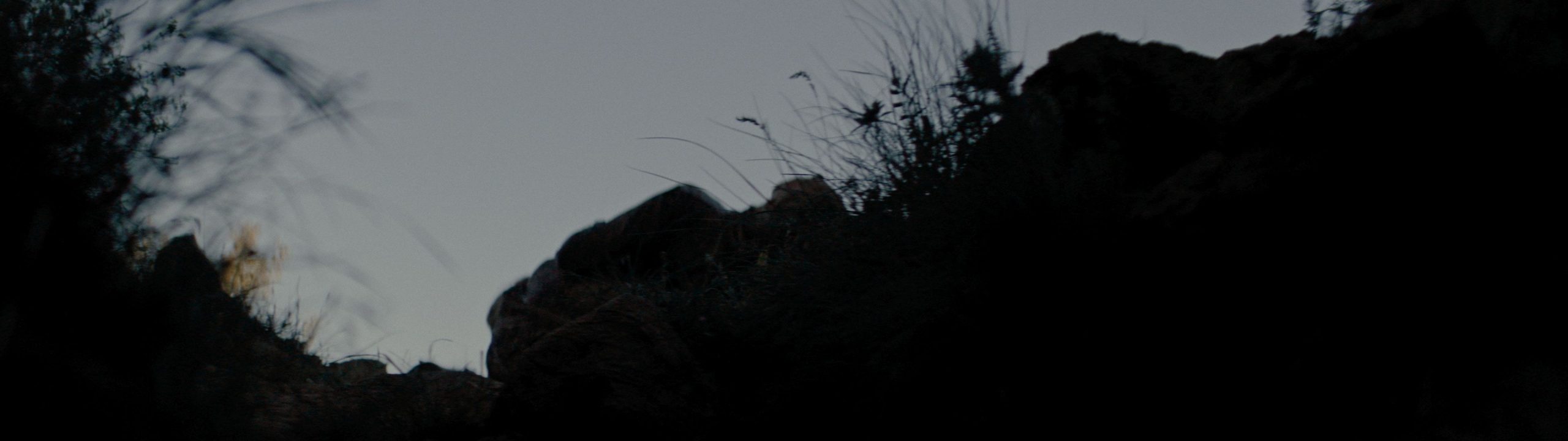 Python’s Gaze Slithers Into Athens’ Cinema