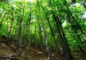 Greece’s Forests: Untapped Wealth or Wasted Potential?