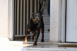 Rottweiler Shot Dead While Attacking Man in Kalamata (Vid)