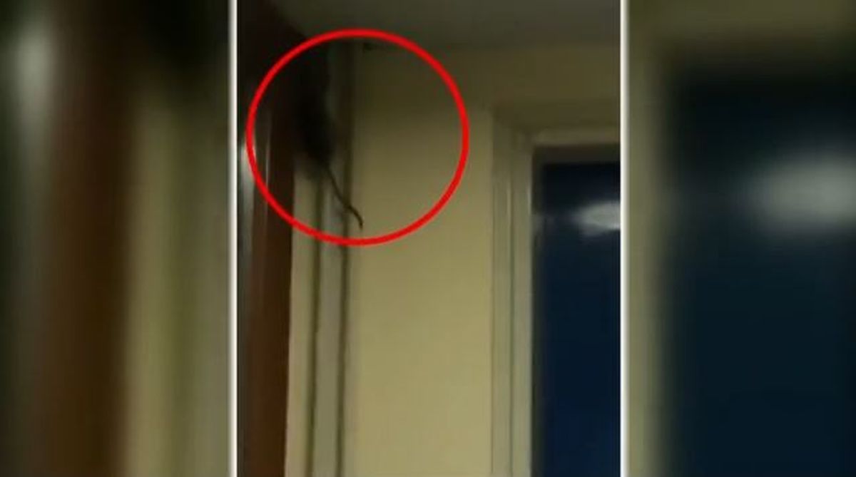 Student Dorms Plagued by Rodents and Brown Tap Water in NorthEastern Greece