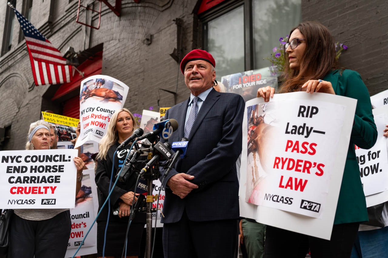 The Cat-Loving Republican in NYC’s Mayoral Race Who Just Won’t Quit