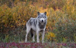 Greece Confirms First Wolf-Dog Hybrid