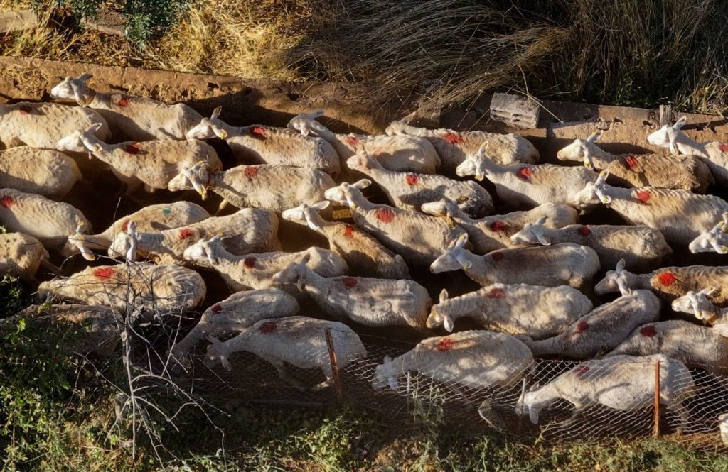 Greece to Tighten Controls as Sheep Pox Outbreak Spreads