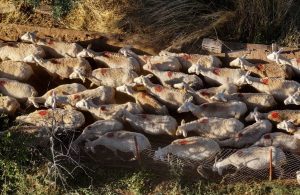 Greece to Tighten Controls as Sheep Pox Outbreak Spreads