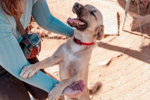 Greece Launches New Certification for Pet-Friendly Hotels