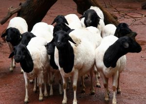 Greek Farmers Turn to Illegal Vaccines Amid Sheeppox Outbreak
