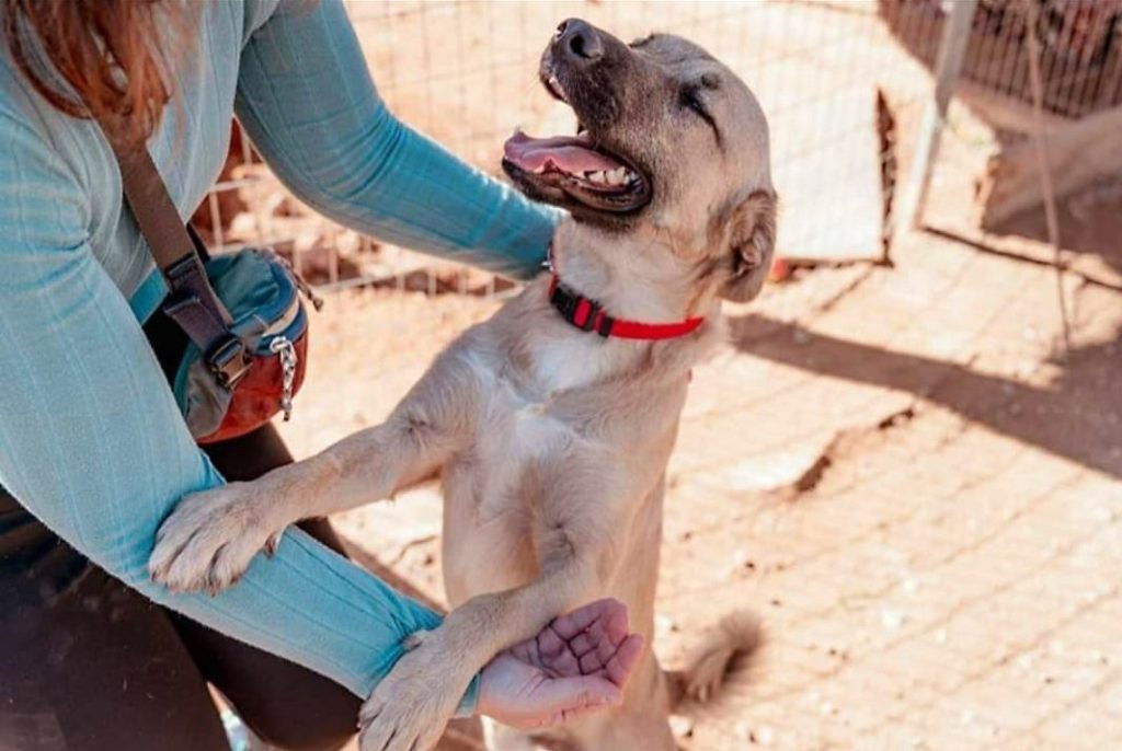 Greece Launches New Certification for Pet-Friendly Hotels