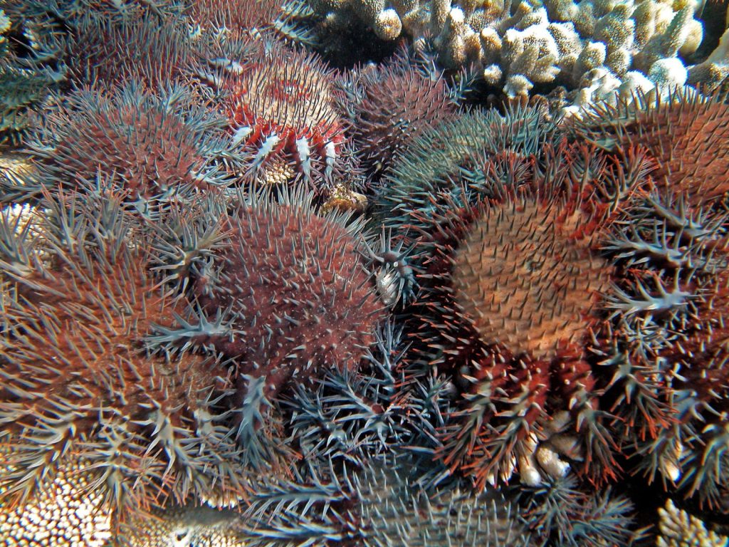 Coral Reefs Pass Point of No Return, Scientists Warn